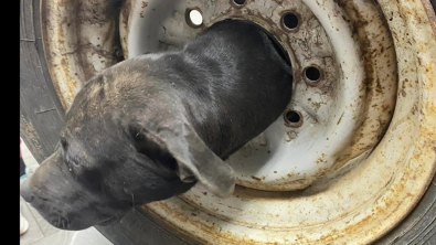 Illustration : Un vétérinaire ingénieux découvre un chien avec la tête coincée dans une jante de voiture