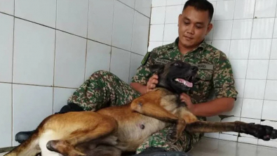 Illustration : "Loki, un Malinois Belge réputé agressif, noue une amitié inattendue avec son maître-chien"