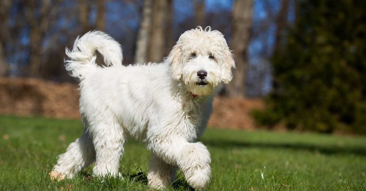 Labradoodle : Histoire, Caractéristiques, éducation Et Coût