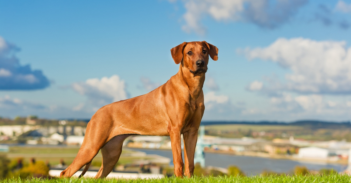 Rhodesian Ridgeback histoire caract ristiques ducation et co t