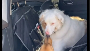 Illustration : "Découvrez le rituel attendrissant de ce chien, lorsqu’il retrouve son meilleur ami aveugle et sourd (vidéo)"