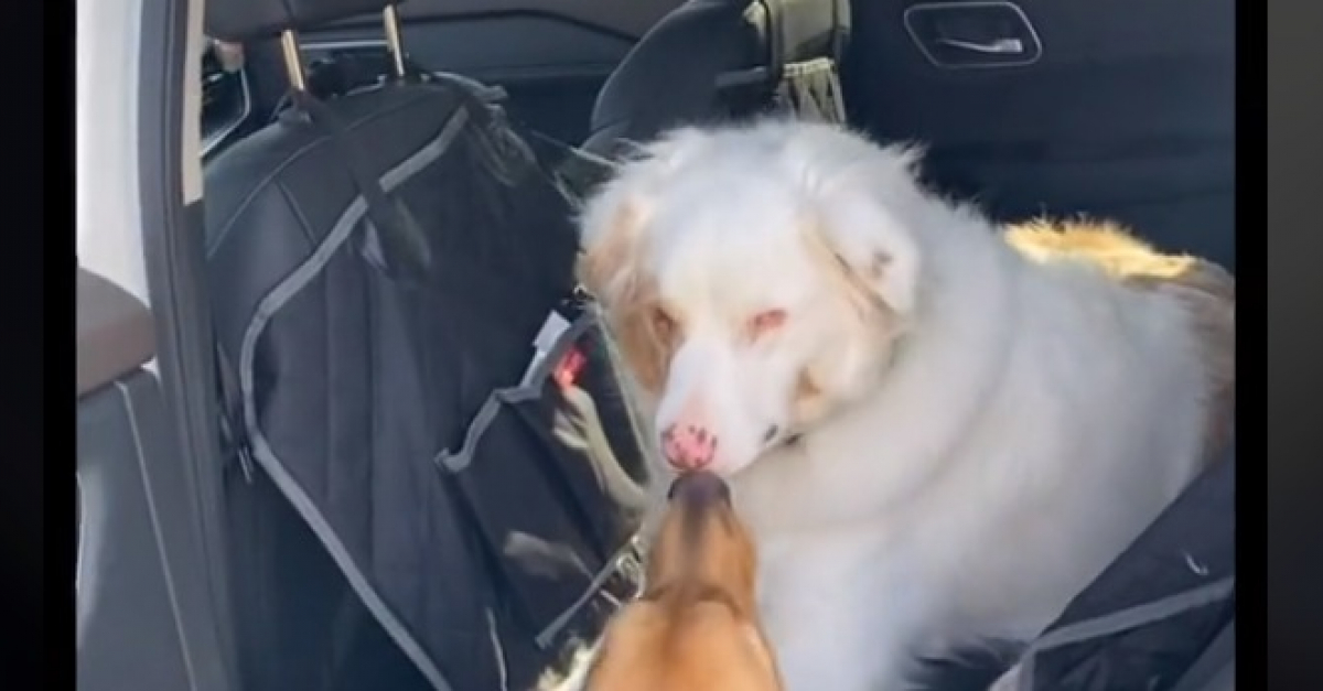 D Couvrez Le Rituel Attendrissant De Ce Chien Lorsquil Retrouve Son