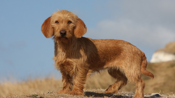 Basset Fauve de Bretagne histoire caract ristiques ducation