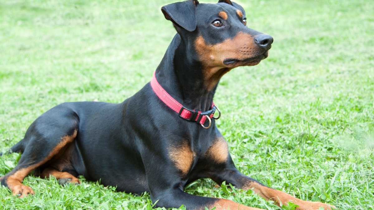 Pinscher Allemand Histoire Caractéristiques éducation Et Coût