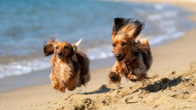 Illustration : "Avertissement aux propriétaires de chiens : évitez de promener vos animaux sur le front de mer par temps venteux "