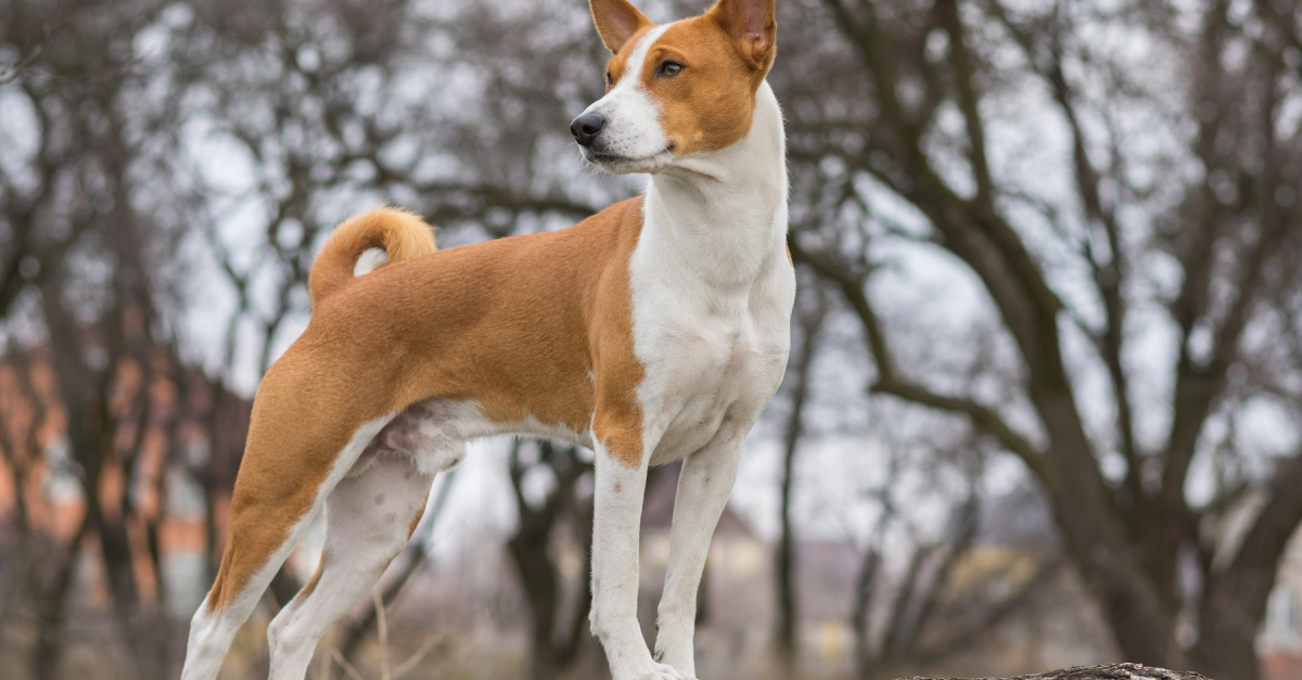 Basenji histoire caract ristiques ducation et co t