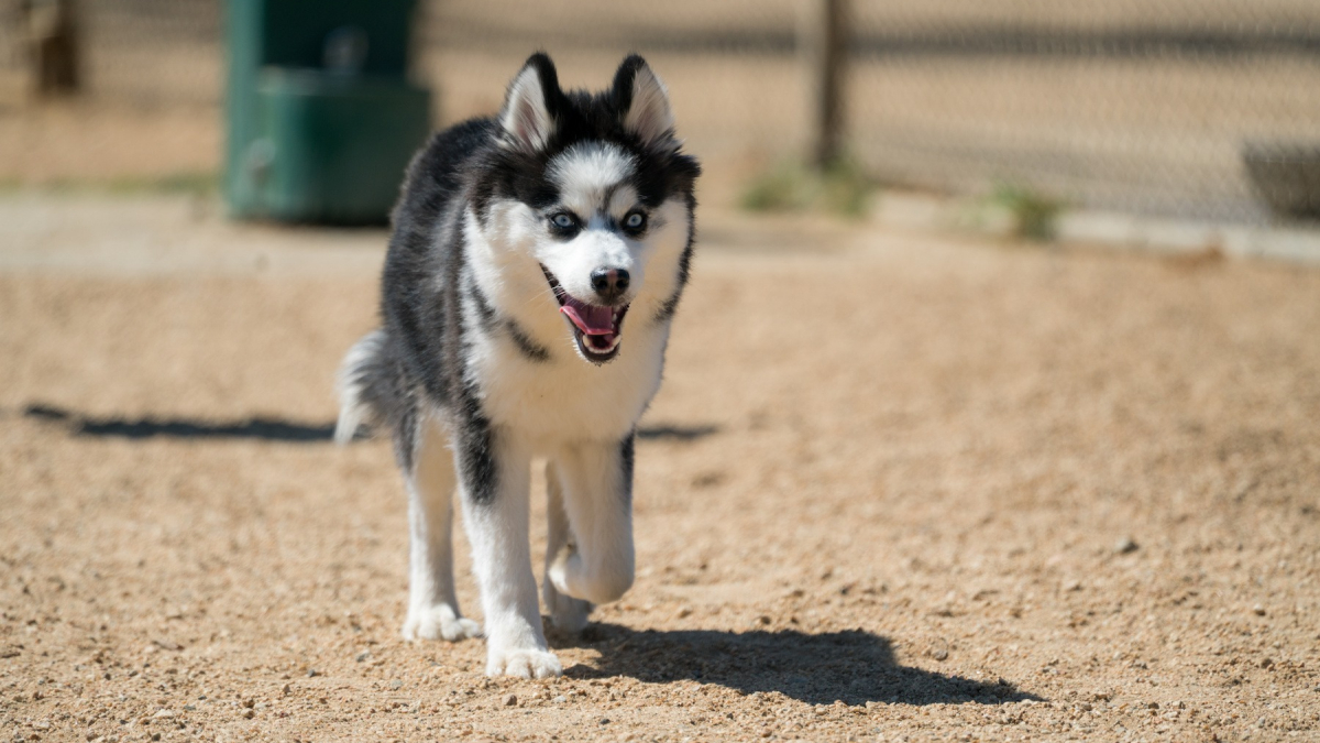 Pomsky : Histoire, Caractéristiques, éducation Et Coût