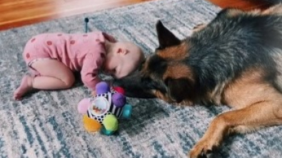 Illustration : "Découvrez la complicité touchante de ce Berger Allemand avec un bébé, dans un moment plein de tendresse (vidéo)"