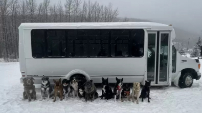 Illustration : Un couple passionné révolutionne la promenade canine avec un bus aménagé