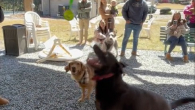 Illustration : "Des chiens s'amusent à ouvrir une piñata adaptée lors d'une fête d'anniversaire originale"