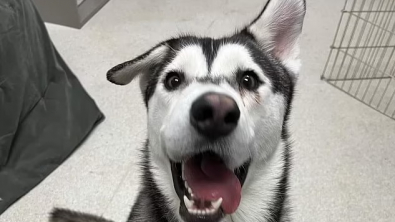 Illustration : "Découvrez l'histoire d'Harvey, le Husky au sourire unique, dont la famille a parcouru plus de 2 000 kilomètres pour venir l'adopter (vidéo)"