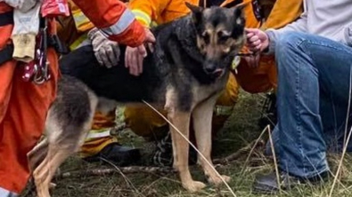 Illustration : "La maîtresse d'un chien coincé sous terre vole à son secours malgré son handicap"