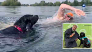 Illustration : "Un labrador et son maître battent des records de natation et récoltent des fonds pour des associations caritatives"