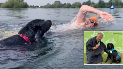 Illustration : Un labrador et son maître battent des records de natation et récoltent des fonds pour des associations caritatives