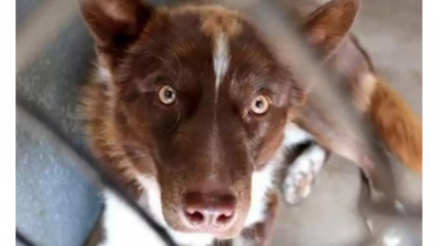 Illustration : "Brownie, le chien au passé difficile, soutient sa mère d'accueil lors d'une crise de tachycardie"