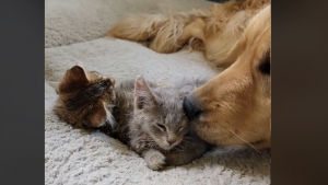 Illustration : "Un chien et un chat forment ensemble une « famille recomposée » en élevant ensemble des chatons"