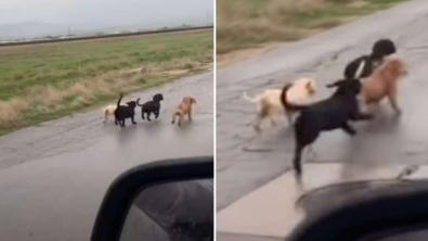 Illustration : "Des chiots perdus errent sur la route à la recherche d’une main tendue"