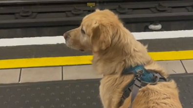 Illustration : "Ce chien est le plus heureux du monde, lorsqu’il peut faire un voyage dans le métro (vidéo)"