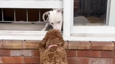 Illustration : "Cette chienne amoureuse de son voisin l’attend chaque jour inlassablement derrière sa fenêtre (vidéo)"