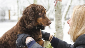 Illustration : "Le parcours émouvant d'Asher, un chien médical nominé pour un Hero Dog Award"