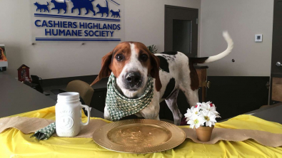 Illustration : "Un chien de sauvetage senior trouve enfin une maison après 7 ans d'attente dans un refuge"