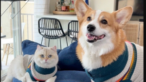 Illustration : "Un chat à poil court devient l'acolyte d'un Corgi pour obtenir des friandises en cachette"