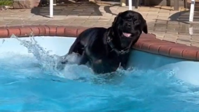 Illustration : "Quand Harold, ce charmant Rottweiler, fait craquer sa petsitter avec ses yeux doux pour profiter de la piscine (vidéo)"