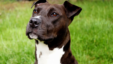 Illustration : "Naya, une chienne au grand cœur, peine à attirer l’attention des adoptants"