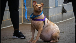 Illustration : "Atteint d’une maladie chronique, Fiona le Pitbull ne plaît pas aux adoptants jusqu’au jour où tout bascule "