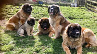 Illustration : "20 photos du Leonberger,  géant au grand cœur qui vous fera craquer"