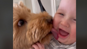 Illustration : "Quand deux Labradoodles deviennent les meilleurs amis d'un enfant"