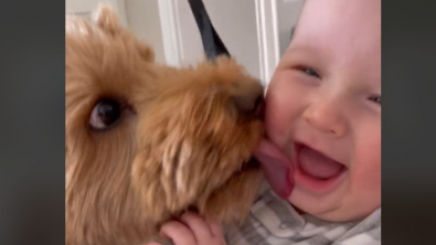 Illustration : "Quand deux Labradoodles deviennent les meilleurs amis d'un enfant"