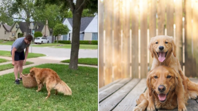 Illustration : "Ce Golden Retriever laisse s’exprimer son bonheur d’accueillir un nouveau chiot dans son foyer"