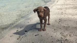 Illustration : "Squishy, un chiot abandonné sur une plage, trouve l'amour et un foyer grâce à la persévérance d'une bénévole"