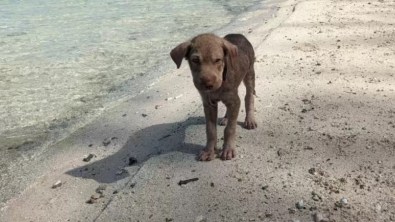 Illustration : "Squishy, un chiot abandonné sur une plage, trouve l'amour et un foyer grâce à la persévérance d'une bénévole"