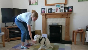 Illustration : "Un petit chien sourd apprend à communiquer avec sa maîtresse, grâce au langage des signes (vidéo)"