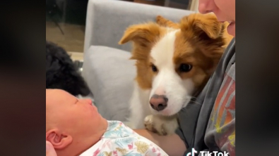 Illustration : "L’arrivée de ce bébé dans le foyer est une nouvelle qui fait plaisir au Border Collie de la famille "