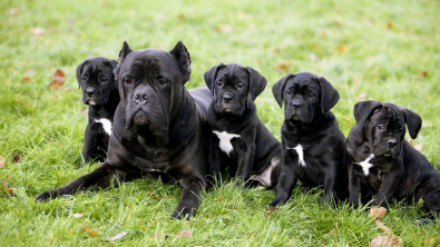 Illustration : "Quand Bella donne naissance à trois fois plus de chiots que prévu : l'histoire d'une Cane Corso hors norme"