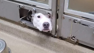 Illustration : "Chauncey, une chienne Pitbull, regarde ses congénères partir les uns après les autres du refuge"