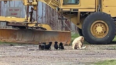 Illustration : "Dans une grange abandonnée, une femme découvre toute une famille de chiens"