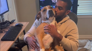 Illustration : "Un jeune homme finit par gagner la confiance d’un chien, traumatisé par les hommes (vidéo)"