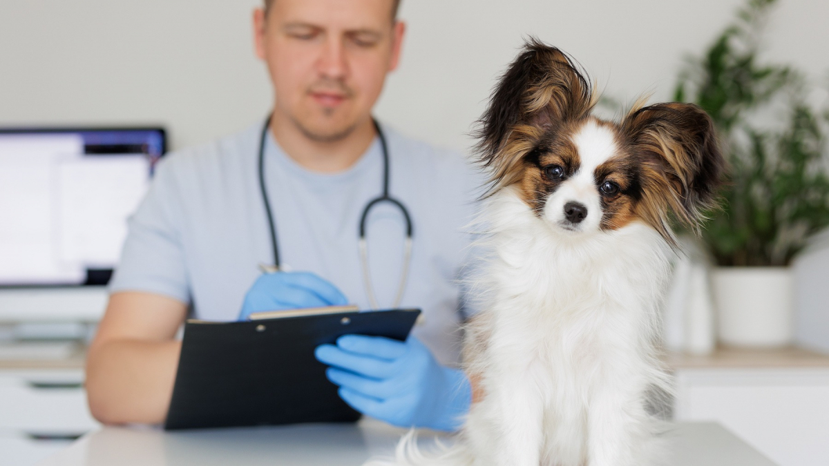 Les Problèmes De Peau Courants Du Chien : Causes, Symptômes Et Prévention