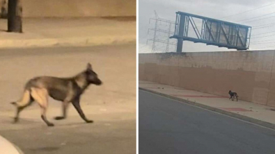 Illustration : "Un chien errant dans le quartier retrouve enfin le bonheur grâce à un sauvetage réussi"