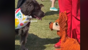 Illustration : "Une scène attendrissante entre un chien et sa nouvelle 'amie', la marionnette, ravit les utilisateurs de réseaux sociaux"