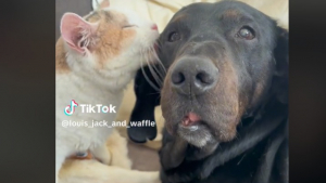 Illustration : "L'amitié entre un chien et un chat paralysés fait fondre le cœur des internautes sur TikTok"