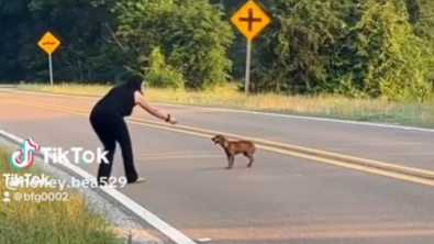 Illustration : "Un road trip transformé en mission de secours pour une chienne abandonnée"