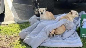 Illustration : "3 petits chiens séniors sont abandonnés en pleine rue, avec une couverture pour seule compagnie (vidéo)"