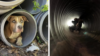 Illustration : "Ces ouvriers vont de surprise en surprise en découvrant un chien sur leur chantier "