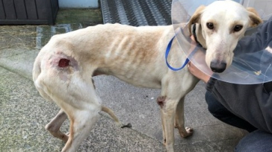 Illustration : "Les bénévoles d’une association tentent de venir en aide à Soldier, un chien Lurcher, retrouvé émacié et blessé"