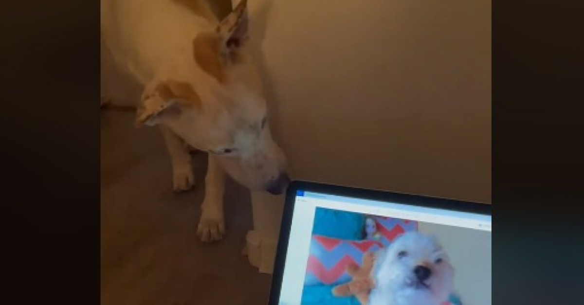 Heartbreaking Video of Dog’s Reaction to the Loss of His Brother